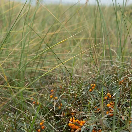 Ronnes 3* Fjerritslev