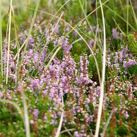 Ronnes Fjerritslev