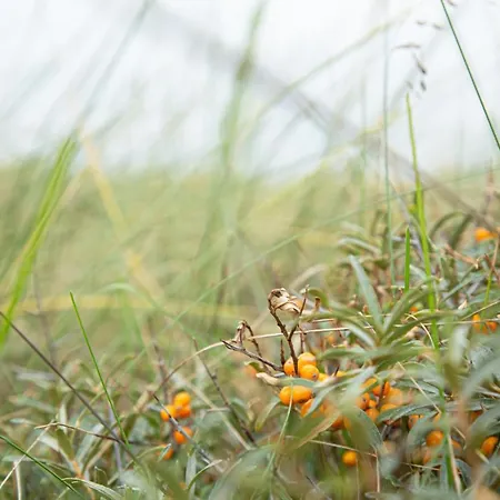 Ronnes Hotel Fjerritslev