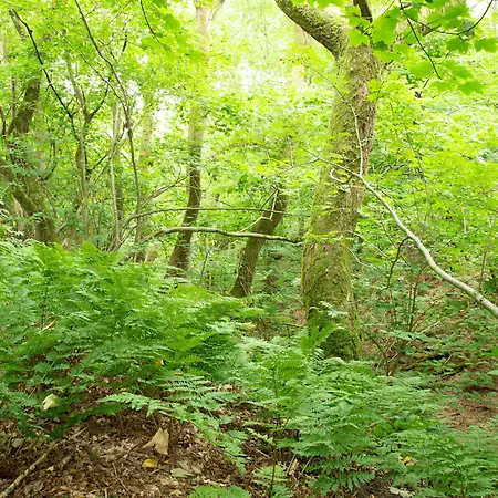 Ronnes 3* Fjerritslev