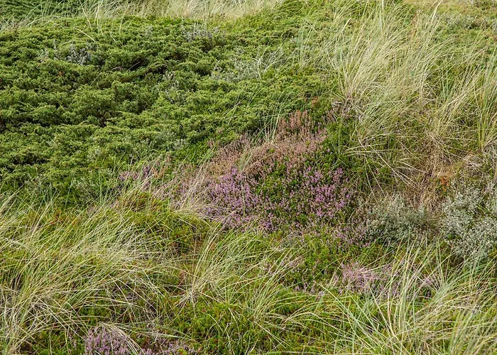 Ronnes 3* Fjerritslev