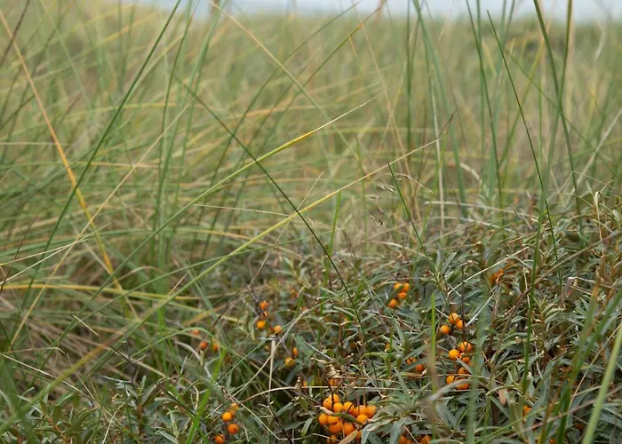 Ronnes 3* Fjerritslev