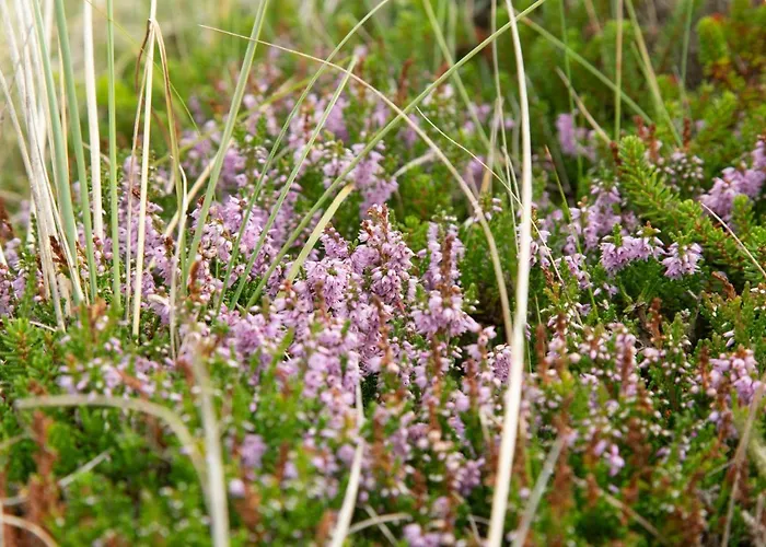 Ronnes Fjerritslev
