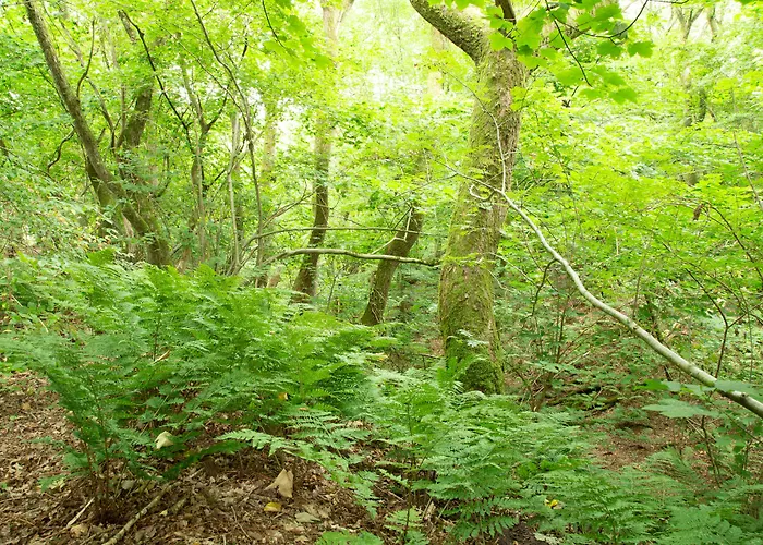 Ronnes 3* Fjerritslev